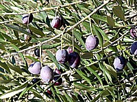 olive sull 'isola di Brac