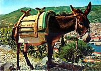 Dalmatie mule (tovar)