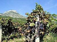 vignoble de près de Bol